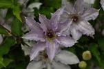 Claire de Lune clematis photo