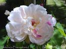 Fortune's Five-Colored Rose rose photo