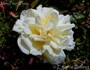 Madame P. Perny rose photo