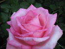 Table Mountain rose photo