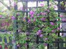 C. 'Constance' clematis photo