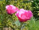 Cyclamen rose photo