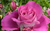 Cyclamen rose photo