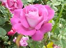 Cyclamen rose photo