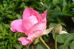 Cyclamen rose photo