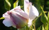 Lilac Dawn rose photo