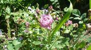 Lilac Dawn rose photo