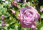 Lilac Dawn rose photo