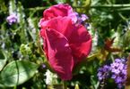 Intrepid Red rose photo