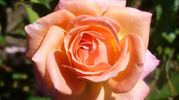 Sleeping Beauty rose photo