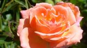 Sleeping Beauty rose photo