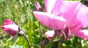 Cyclamen rose photo