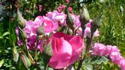 Cyclamen rose photo