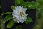 Arctic Queen clematis photo