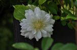Arctic Queen clematis photo
