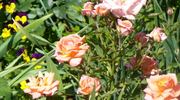 Sleeping Beauty rose photo