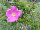 Corylus rose photo