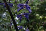 Hendersonii clematis photo