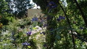 Hendersonii clematis photo