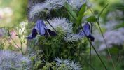 Hendersonii clematis photo