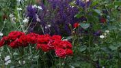 Nina Weibull ® rose photo