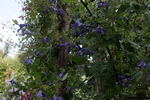 Hendersonii clematis photo