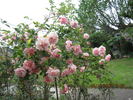 Picture, Cl. rose photo
