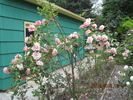 Picture, Cl. rose photo