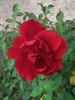Midnight Sun rose photo