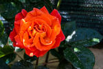 Arabesque rose photo