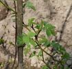 <i>Rosa canina</i> 'Laxa' rose photo