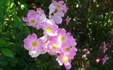 Nearly Wild rose photo