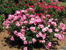 Simon Fraser rose photo