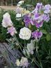 Love Letter® rose photo