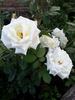 Love Letter® rose photo