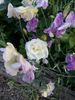 Love Letter® rose photo