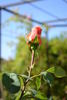 Blessings, Cl. rose photo
