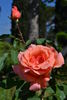 Blessings, Cl. rose photo