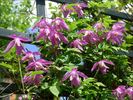 C. 'Constance' clematis photo