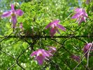 C. 'Constance' clematis photo
