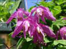 C. 'Constance' clematis photo
