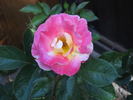 Jacob's Robe ™ rose photo
