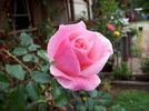 Queen Elizabeth, Cl. rose photo