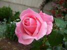 Queen Elizabeth, Cl. rose photo