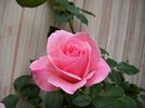 Queen Elizabeth, Cl. rose photo