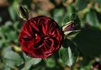 Humanity rose photo