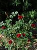 Humanity rose photo