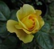 Cläre Grammerstorf rose photo