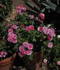 Sweet Milo™ rose photo