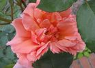 Radiosa rose photo